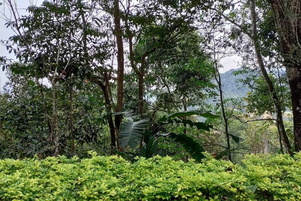 Coffee Camp Home Stay With Tree House Kattappana Eksteriør bilde