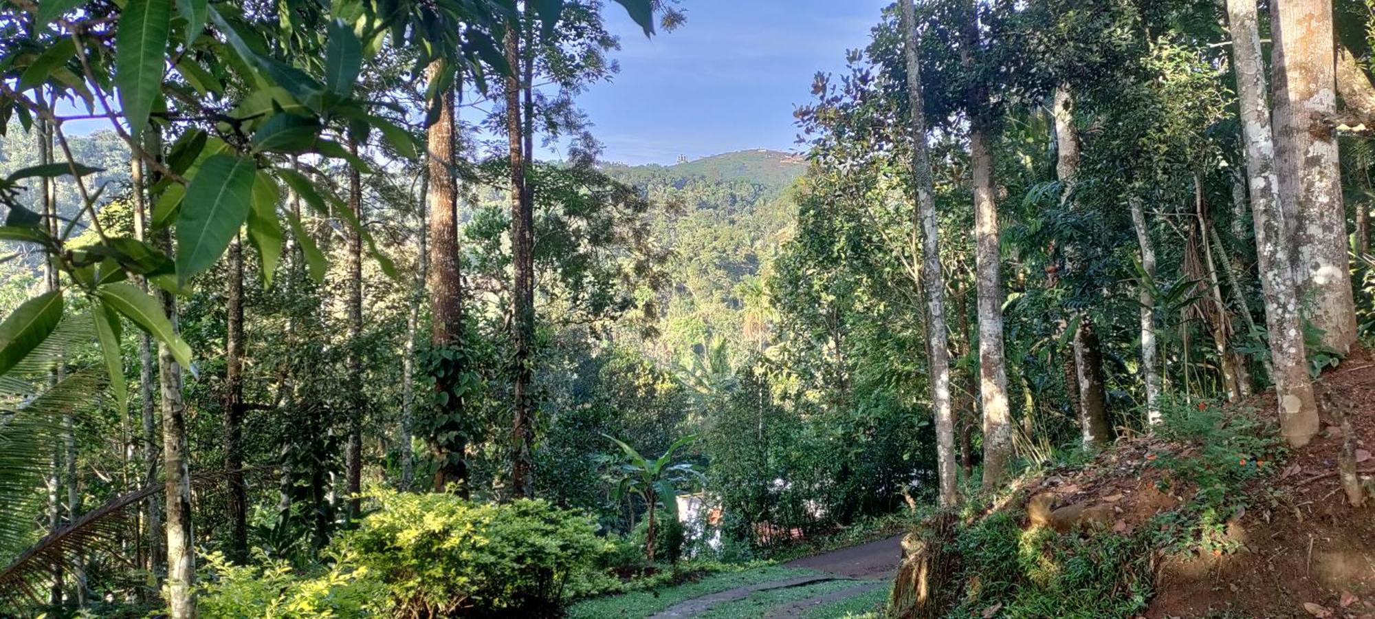 Coffee Camp Home Stay With Tree House Kattappana Eksteriør bilde
